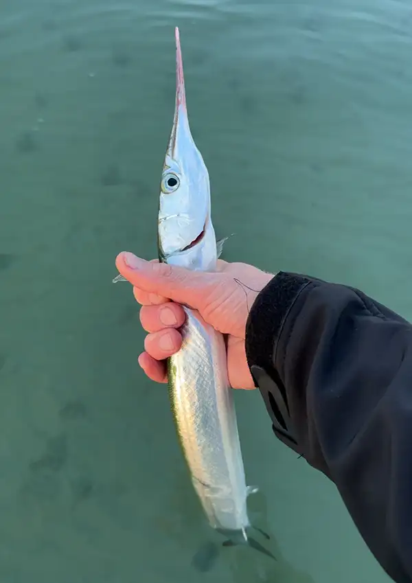 Hornfisk fanget ved Charlottenlund Strandpark